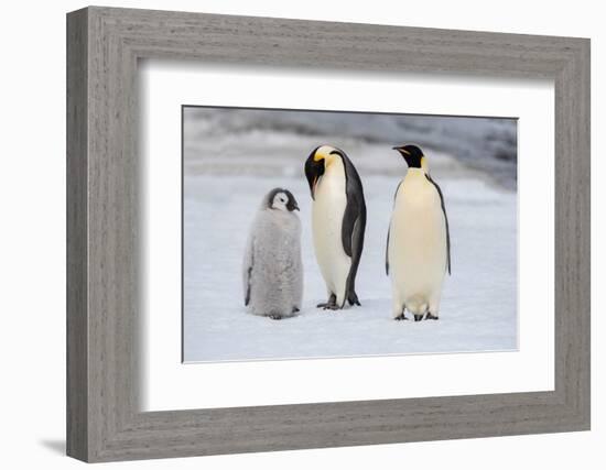 Antarctica, Weddell Sea, Snow Hill. Emperor penguins chick with adult.-Cindy Miller Hopkins-Framed Photographic Print