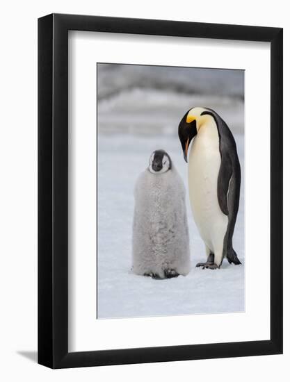 Antarctica, Weddell Sea, Snow Hill. Emperor penguins chick with adult.-Cindy Miller Hopkins-Framed Photographic Print