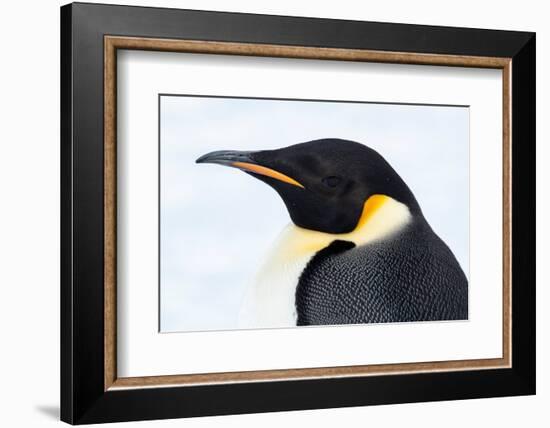 Antarctica, Weddell Sea, Snow Hill. Emperor penguins head detail.-Cindy Miller Hopkins-Framed Photographic Print