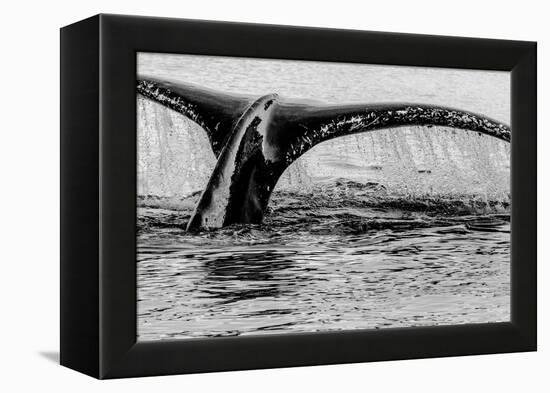 Antartica-Art Wolfe-Framed Premier Image Canvas