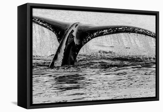 Antartica-Art Wolfe-Framed Premier Image Canvas