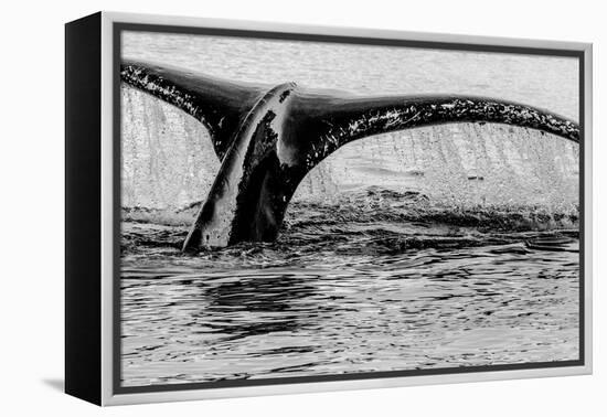 Antartica-Art Wolfe-Framed Premier Image Canvas