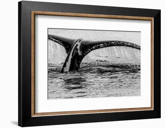 Antartica-Art Wolfe-Framed Photographic Print