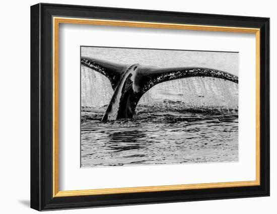 Antartica-Art Wolfe-Framed Photographic Print