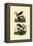 Antbirds, 1833-39-null-Framed Premier Image Canvas