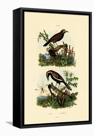 Antbirds, 1833-39-null-Framed Premier Image Canvas