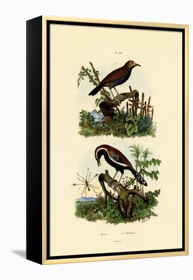 Antbirds, 1833-39-null-Framed Premier Image Canvas