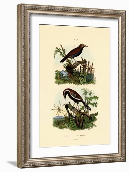 Antbirds, 1833-39-null-Framed Giclee Print