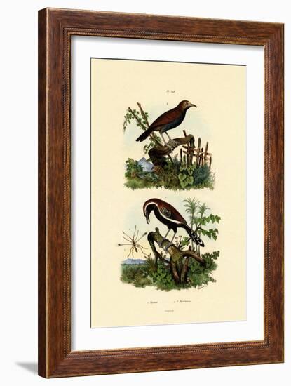 Antbirds, 1833-39-null-Framed Giclee Print