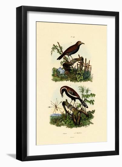 Antbirds, 1833-39-null-Framed Giclee Print