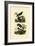 Antbirds, 1833-39-null-Framed Giclee Print