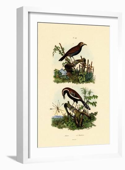 Antbirds, 1833-39-null-Framed Giclee Print