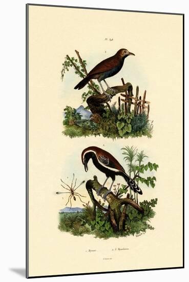 Antbirds, 1833-39-null-Mounted Giclee Print