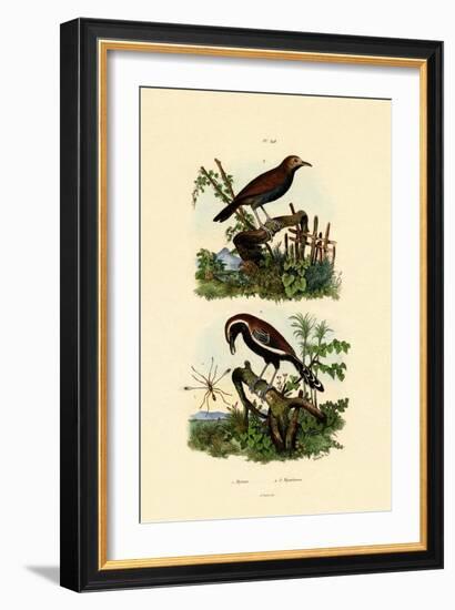 Antbirds, 1833-39-null-Framed Giclee Print