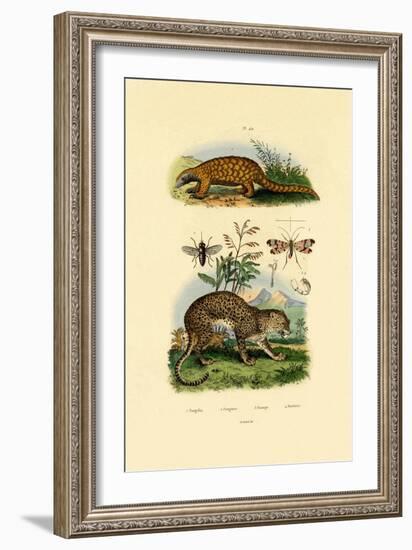 Anteater, 1833-39-null-Framed Giclee Print