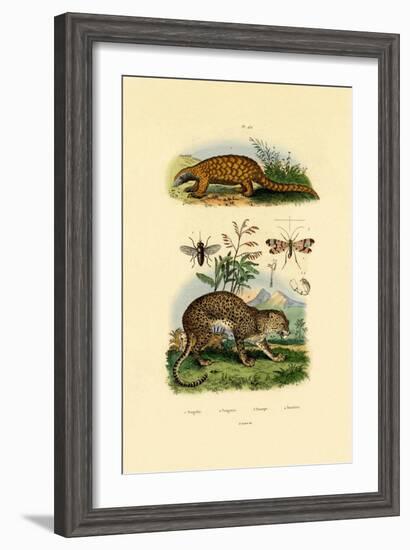 Anteater, 1833-39-null-Framed Giclee Print