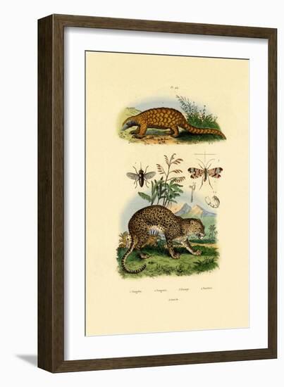 Anteater, 1833-39-null-Framed Giclee Print