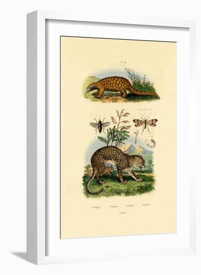 Anteater, 1833-39-null-Framed Giclee Print