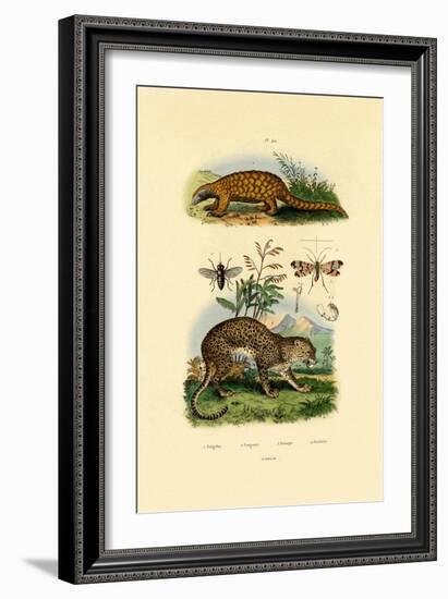 Anteater, 1833-39-null-Framed Giclee Print