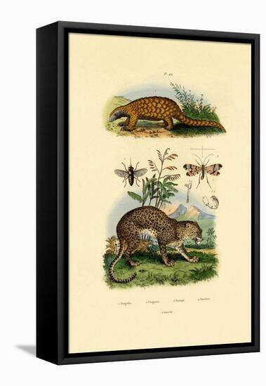 Anteater, 1833-39-null-Framed Premier Image Canvas