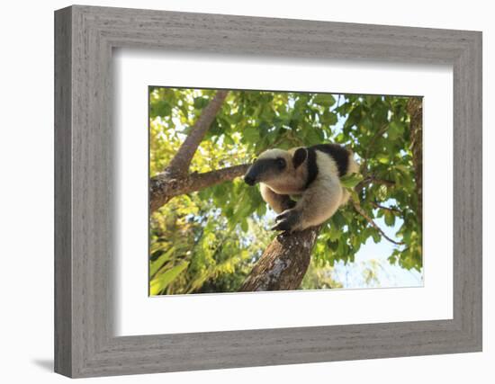 Anteater at rehab center and forest preserve on Mango Key across from Coxen Hole, Roatan-Stuart Westmorland-Framed Photographic Print