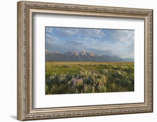 Antelope Flats lupines and sagebrush. Grand Teton National Park-Alan Majchrowicz-Framed Photographic Print