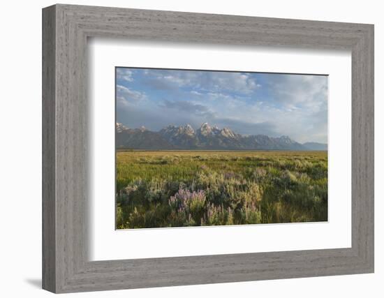 Antelope Flats lupines and sagebrush. Grand Teton National Park-Alan Majchrowicz-Framed Photographic Print