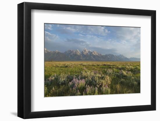 Antelope Flats lupines and sagebrush. Grand Teton National Park-Alan Majchrowicz-Framed Photographic Print