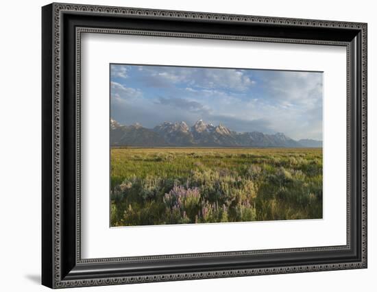 Antelope Flats lupines and sagebrush. Grand Teton National Park-Alan Majchrowicz-Framed Photographic Print