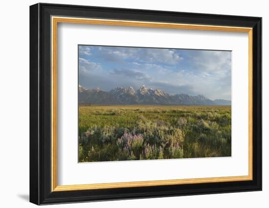 Antelope Flats lupines and sagebrush. Grand Teton National Park-Alan Majchrowicz-Framed Photographic Print