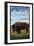 Antelope Island State Park, Utah - Bison and Field-Lantern Press-Framed Art Print