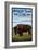 Antelope Island, Utah - Bison Scene-Lantern Press-Framed Art Print