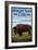 Antelope Island, Utah - Bison Scene-Lantern Press-Framed Art Print