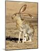 Antelope Jackrabbit. Largest of the North American Hares, Arizona-Richard Wright-Mounted Photographic Print