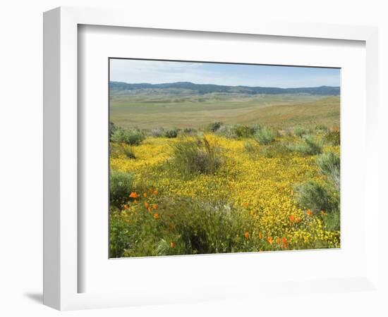 Antelope Valley Poppy Reserve, California, USA-Ethel Davies-Framed Photographic Print