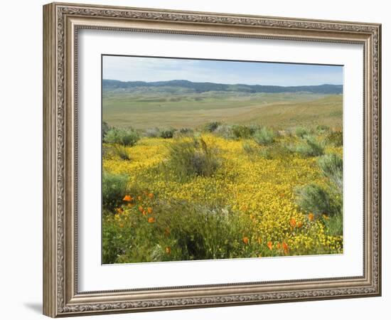 Antelope Valley Poppy Reserve, California, USA-Ethel Davies-Framed Photographic Print