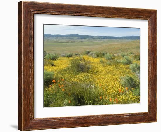 Antelope Valley Poppy Reserve, California, USA-Ethel Davies-Framed Photographic Print