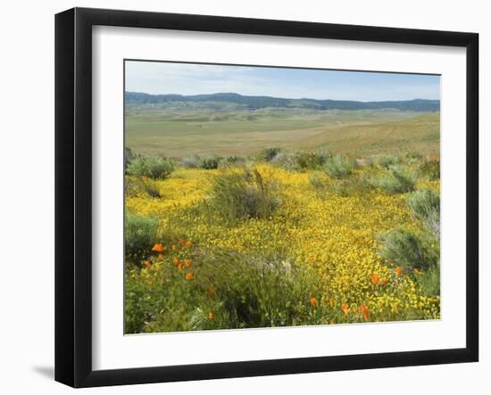 Antelope Valley Poppy Reserve, California, USA-Ethel Davies-Framed Photographic Print