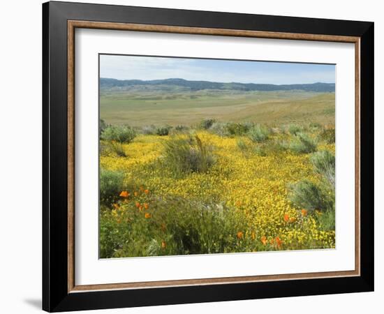 Antelope Valley Poppy Reserve, California, USA-Ethel Davies-Framed Photographic Print