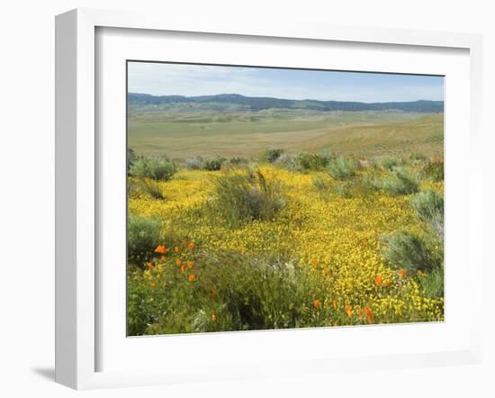 Antelope Valley Poppy Reserve, California, USA-Ethel Davies-Framed Photographic Print