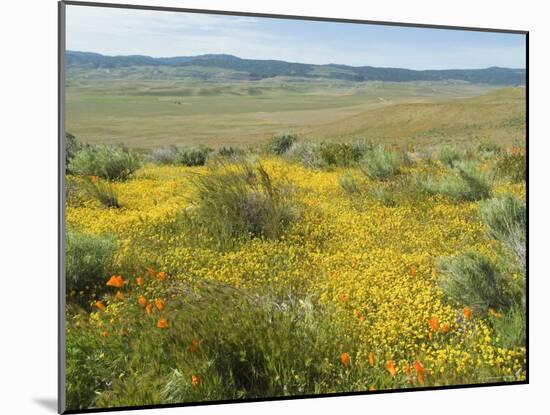 Antelope Valley Poppy Reserve, California, USA-Ethel Davies-Mounted Photographic Print