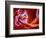 Antelope Wave-Marco Carmassi-Framed Photographic Print