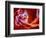 Antelope Wave-Marco Carmassi-Framed Photographic Print