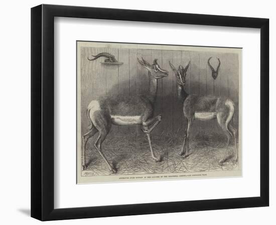 Antelopes from Soudan, in the Gardens of the Zoological Society-null-Framed Giclee Print