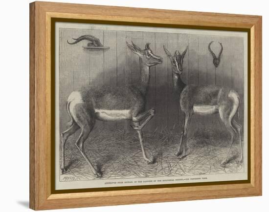 Antelopes from Soudan, in the Gardens of the Zoological Society-null-Framed Premier Image Canvas