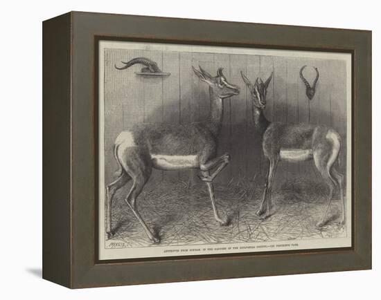 Antelopes from Soudan, in the Gardens of the Zoological Society-null-Framed Premier Image Canvas