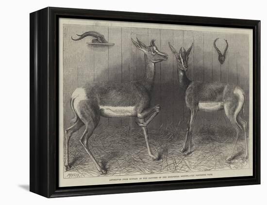 Antelopes from Soudan, in the Gardens of the Zoological Society-null-Framed Premier Image Canvas