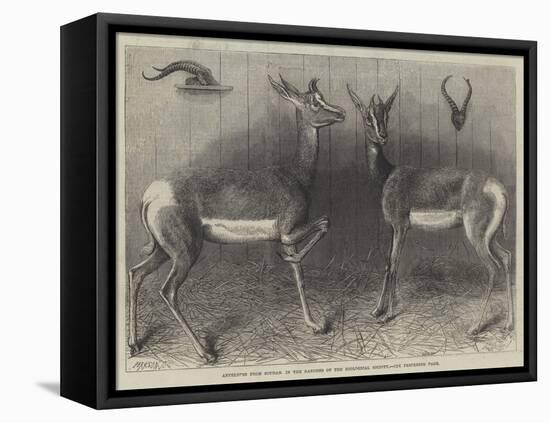 Antelopes from Soudan, in the Gardens of the Zoological Society-null-Framed Premier Image Canvas