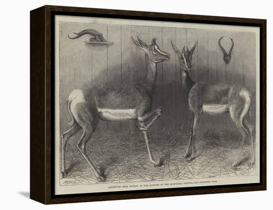 Antelopes from Soudan, in the Gardens of the Zoological Society-null-Framed Premier Image Canvas