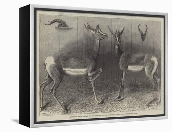 Antelopes from Soudan, in the Gardens of the Zoological Society-null-Framed Premier Image Canvas